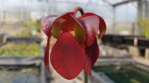 20160401_123006-R-300x169 Pitcher Plants in Bloom