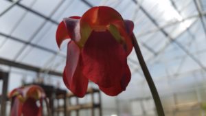 20160401_123012-R-300x169 Pitcher Plants in Bloom