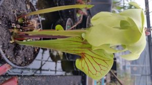 20160402_174602-R-300x169 Pitcher Plants in Bloom