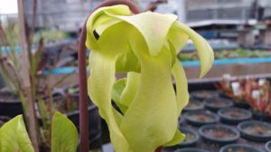 20160402_174623-R-300x169 Pitcher Plants in Bloom