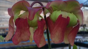 20160405_191231-R-300x169 Pitcher Plants in Bloom