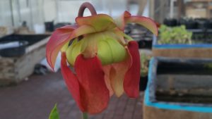 20160405_191324-R-300x169 Pitcher Plants in Bloom