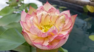 20160607_120159-R-300x169 Lotus Flowers 2016