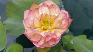 20160607_120203-R-300x169 Lotus Flowers 2016