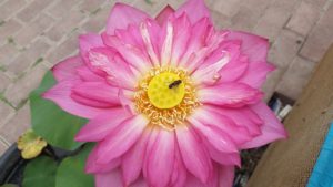 20160612_124041-R-300x169 Lotus Flowers 2016