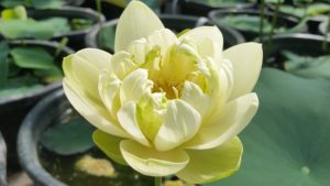 20160617_102751-R-300x169 Lotus Flowers 2016