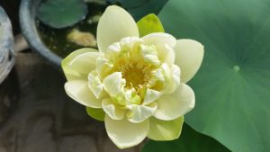 20160617_102756-R-300x169 Lotus Flowers 2016