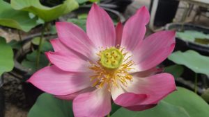 20160618_093726-R-1-300x169 Lotus Flowers 2016