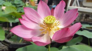 20160618_093740-R-1-300x169 Lotus Flowers 2016
