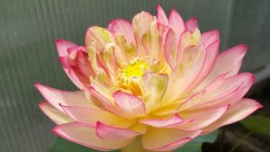 20160618_102336-R-1-300x169 Lotus Flowers 2016