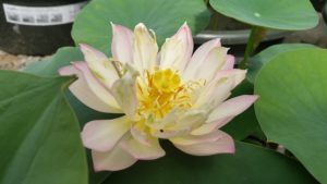 20160619_103832-R-300x169 Lotus Flowers 2016