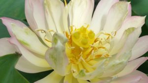 20160619_103845-R-300x169 Lotus Flowers 2016