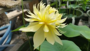 20160619_104005-R-300x169 Lotus Flowers 2016