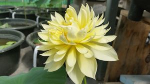 20160619_104628-R-300x169 Lotus Flowers 2016