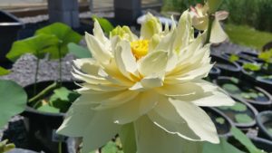 20160621_120559-R-1-300x169 Lotus Flowers 2016