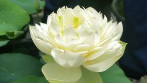 20160621_120923-R-1-300x169 Lotus Flowers 2016