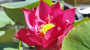20160622_092505-R-1-300x169 Lotus Flowers 2016