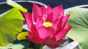 20160622_092524-R-1-300x169 Lotus Flowers 2016