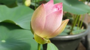 20160625_094441a-1-300x169 Cyber Monday Chinese Lotus Super Special