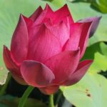 20160625_100630a-1-150x150 Introducing Chinese Red Lotus