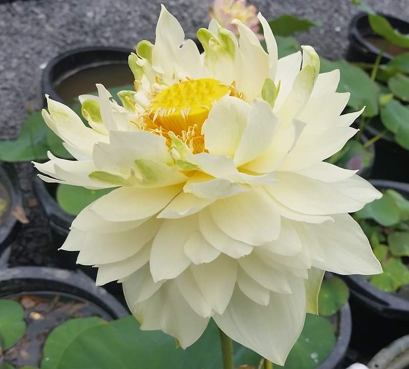 20160628_125728a-1 Larry's Lotus Selections