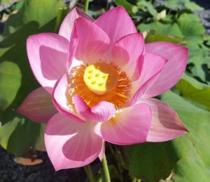 20160704_091811-b-1-300x261 Cyber Monday Chinese Lotus Super Special