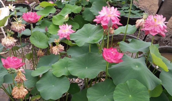 20160708_095741a-600x354 Chinese Red Shaoshan Lotus- One of Blooming Machine !!!!! All ship in spring, 2025