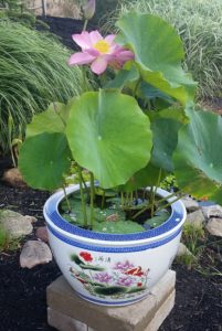 20160810_103754-R-201x300 How to Pot Lotus Tubers
