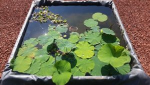 20160820_103658-R-300x169 Lotus Display Ponds