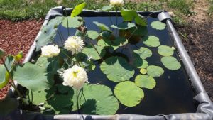 20160820_103809-R-300x169 Lotus Display Ponds
