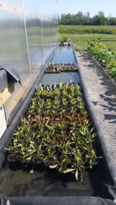 20160904_105935-R-169x300 Carnivorous Plant Water Table and Lotus Plants