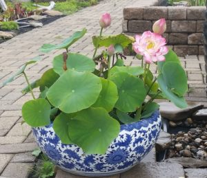 20160907_111835-R-300x259 How to Pot Lotus Tubers