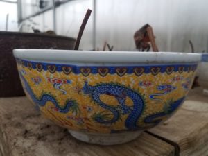 20170225_091534-R-300x225 How to Pot Lotus Tubers