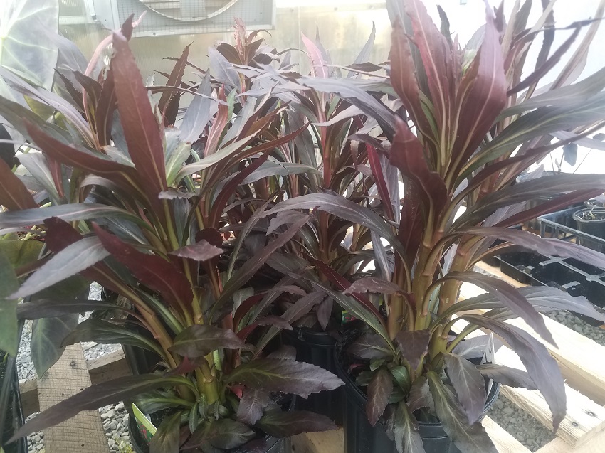 20180517_192539-R New Marginal Plants