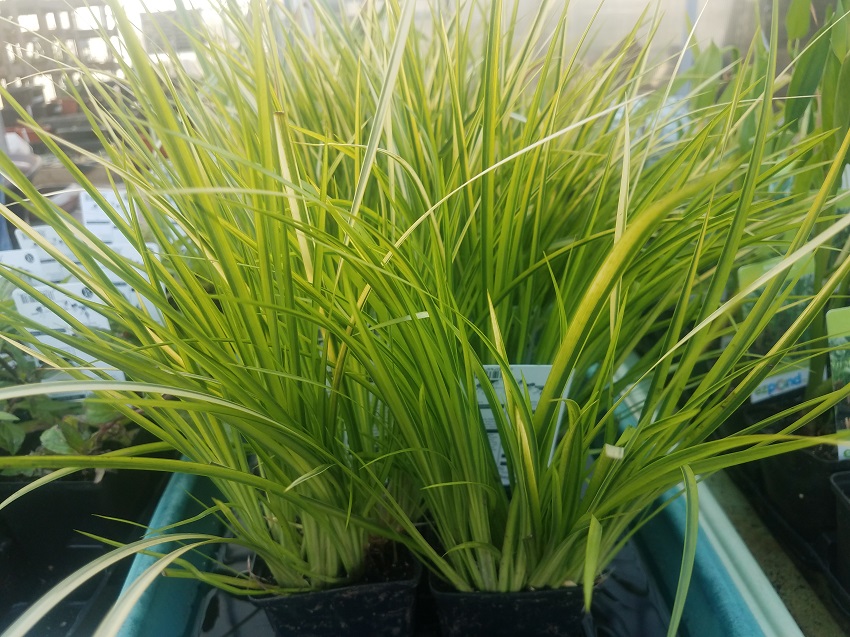 20180517_192616-R New Marginal Plants