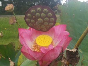 20181011_104924-r-300x225 IWGS Certified Nelumbo Collection of Excellence