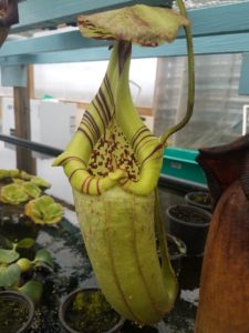 20181103_145048-R-225x300 Nepenthes November 2018