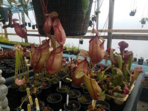 20181103_155407-R-300x225 Nepenthes November 2018