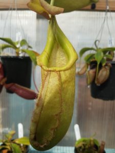 20181105_104806-r-225x300 Nepenthes November 2018