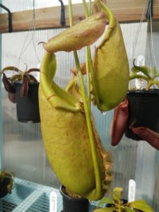 20181105_104814-r-225x300 Nepenthes November 2018