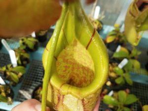 20181105_104842-r-300x225 Nepenthes November 2018