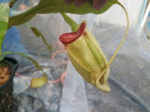 20181105_105927-R-300x225 Nepenthes November 2018