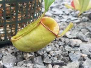 20181105_110110-R-300x225 Nepenthes November 2018