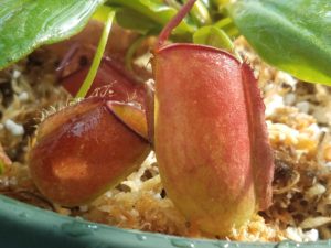 20181105_110620-R-300x225 Nepenthes November 2018