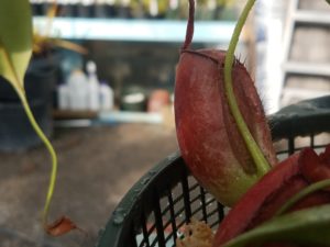 20181105_110716-R-300x225 Nepenthes November 2018