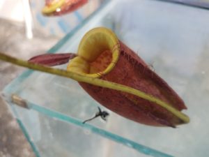 20181105_110923-R-300x225 Nepenthes November 2018