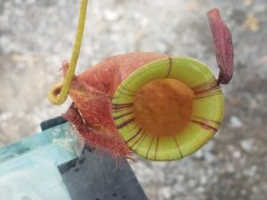 20181105_111026-R-300x225 Nepenthes November 2018