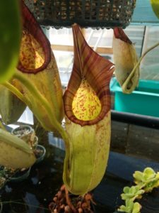 20181105_113249-r-225x300 Nepenthes November 2018