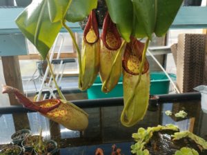 20181105_113256-R-300x225 Nepenthes November 2018