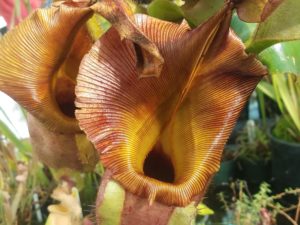 20181105_113418-R-300x225 Nepenthes November 2018